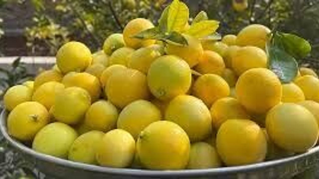 Limon İthalatında Gümrük Vergisi Geçici Olarak Düşürüldü